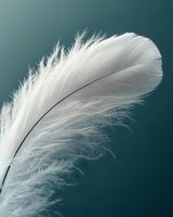 Single white feather with delicate wispy barbs floating against soft teal gradient background. Minimalist nature concept for wellness and spiritual themes.