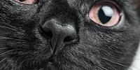Gray cat nose and pink eye extreme close-up macro photography showing detailed fur texture and whiskers for pet care veterinary medical content.