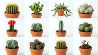 Collection of twelve small potted cacti and succulents in terracotta pots arranged in rows on white background, perfect for home decor and gardening projects.