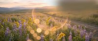 Golden sunset illuminates purple wildflower meadow with warm lens flare and mountain backdrop creating dreamy natural landscape for wellness content.