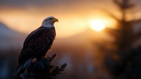 Majestic bald eagle perched on pine branch silhouetted against dramatic orange sunset sky, powerful predator bird observing territory at dusk.