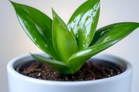 Fresh green succulent plant with glossy leaves growing in white ceramic pot with dark soil, close-up macro photography on light background.