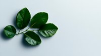 Fresh green rose leaves with water drops on light gray background, isolated botanical element for natural design and garden compositions.