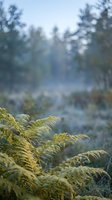 Golden fern fronds in soft morning light with misty forest background creating dreamy natural atmosphere for wellness and mindfulness content.