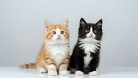 Two adorable fluffy kittens sitting together on white surface against gray background, orange tabby and black with white markings, pet photography.