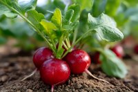 Fresh red radishes growing in fertile soil with green leaves attached, macro view showing vibrant color and texture of organic vegetables in garden setting.
