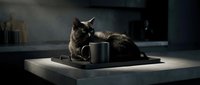 Black cat lying on concrete surface next to dark mug in moody interior setting, suitable for beverage marketing, lifestyle content, and atmospheric design projects.