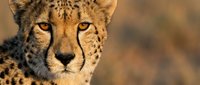 Cheetah with spotted coat gazing directly at camera against blurred natural background, wildlife portrait for nature and animal content.