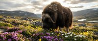 Majestic woolly mammoth grazing among colorful wildflowers in arctic tundra landscape during golden hour sunset with mountains in background.