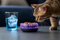 Curious brown tabby cat sniffing wet food in purple ceramic bowl next to blue glass with ice cubes on dark countertop, showing natural feeding behavior.