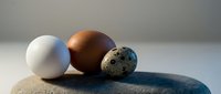Natural bird eggs collection featuring white chicken, brown speckled quail and dark spotted varieties arranged on smooth stone surface for educational display.