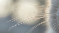 Soft white feather fibers captured in extreme macro detail against a dreamy blurred background, evoking purity, lightness, and delicate natural texture.