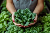 Farmer holding fresh spinach leaves in hands over harvest, organic vegetable farming and sustainable agriculture concept.