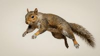 Gray squirrel in mid-leap with fluffy tail extended, isolated on neutral background for wildlife and nature designs.