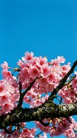 Pink cherry blossoms blooming on tree branches against bright blue sky background for spring seasonal designs and nature photography projects.
