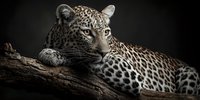Majestic leopard resting on wooden branch against dark background, showcasing spotted coat pattern and intense gaze for wildlife photography projects.
