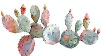 Watercolor prickly pear cactus with pastel pink, blue and green pads and coral flowers, botanical art on white background, ready for design use.