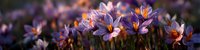 Purple crocus flowers blooming in spring garden with warm sunlight creating beautiful bokeh background for nature and seasonal designs.