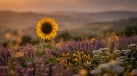 Single sunflower stands tall among wildflowers in rolling countryside at golden hour sunset with mountains in background creating peaceful rural landscape.