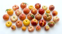 Fresh ripe peaches collection isolated on white background. Organic stone fruits with natural colors from yellow to red perfect for healthy eating concepts.