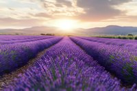 Lavender field rows stretching toward mountains at golden sunset with purple blooms and warm sky creating peaceful agricultural landscape.