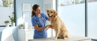 Female veterinarian in blue scrubs examining golden retriever dog on table in modern clinic with natural light from large windows.