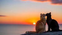 Two cats sitting together watching romantic sunset over ocean water creating peaceful moment for pet lovers and relationship concepts.