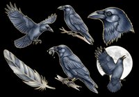 Crow bird collection isolated on transparent background, featuring multiple poses and angles. Dark blue-gray feathered ravens and crows with detailed wing textures, perfect for clipart, t-shirt designs, stickers, print-on-demand products, and sublimation projects.