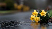 Yellow daffodils blooming in rain on wet asphalt surface with water drops, shallow depth of field creating dreamy spring atmosphere.