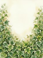 Climbing ivy vines with green leaves frame both sides of a cream background, creating an elegant botanical border suitable for invitations, stationery, and design templates.