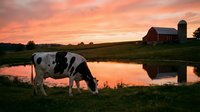 Holstein dairy cow grazing by farm pond at sunset with red barn and silo in background. Rural agriculture scene with dramatic orange sky reflected in water.