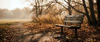 Empty wooden bench under bare autumn tree with golden fallen leaves scattered on ground in peaceful park setting during warm sunset light.