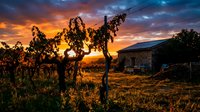 Grapevines silhouetted against dramatic sunset sky with golden and orange hues, rustic stone building in background, rural vineyard landscape at dusk for wine industry, agriculture, and travel photography.