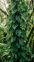 Lush green tropical climbing plant with fenestrated leaves growing on tree trunk in natural rainforest environment with dappled sunlight filtering through canopy.