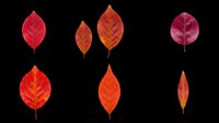 Autumn leaves in red, orange, and burgundy tones isolated on transparent background. Ready for t-shirt designs, clipart, stickers, print-on-demand products, and sublimation projects.