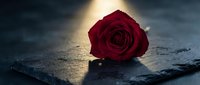 Single red rose resting on dark stone surface with dramatic spotlight, evoking romance, passion, and mystery for greeting cards.