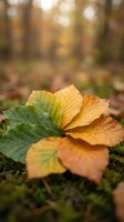 Colorful autumn leaves arranged in circular pattern on moss-covered ground with warm forest bokeh background showcasing seasonal transition and natural decay cycle.