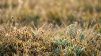Close-up of dry autumn grass with golden sunlight creating warm bokeh background for natural seasonal designs and outdoor photography projects.