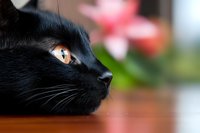Close-up profile of black cat with striking amber eye against blurred pink floral background, showing intense feline gaze and whiskers in natural lighting.