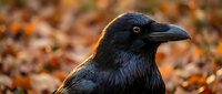Black crow portrait with golden autumn light highlighting feathers against blurred fall foliage background for wildlife and nature photography projects.