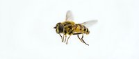 Robber fly with striped yellow and black abdomen isolated on white background, suitable for educational materials, entomology resources, and nature design projects.