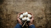 Farmer hands holding fresh garlic bulbs on rustic wooden surface, agricultural harvest and organic produce for cooking and culinary use.