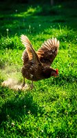 Brown hen with spread wings dust bathing on vibrant green grass in natural sunlight for organic farming and poultry agriculture concepts.