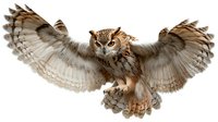 Majestic great horned owl with spread wings in flight against white background, displaying detailed feather patterns and natural hunting posture. Isolated wildlife art.