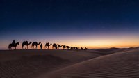 Camel caravan silhouettes crossing desert sand dunes at sunset with dramatic twilight sky. Adventure travel and nomadic lifestyle in arid landscape.