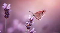 Delicate butterfly perched on purple lavender flower against soft pink and purple bokeh background, creating dreamy natural macro photography scene.