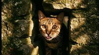 Tabby cat with striking amber eyes peering through narrow stone gap in weathered wall, displaying alert expression and whiskers. Suitable for pet, animal behavior, and outdoor wildlife content.