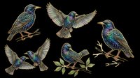 Iridescent starling birds set in multiple poses, isolated on transparent background. Great for t-shirt design, stickers, clipart, sublimation, and print on demand projects.