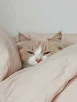 Sleepy cream and white cat with long fur nestled in soft pink bedding, looking drowsy and cozy. Peaceful morning mood for lifestyle and pet content.
