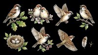 Sparrows and nest clipart set isolated on transparent background, ready for t-shirt design, stickers, print on demand, sublimation, and digital crafts.